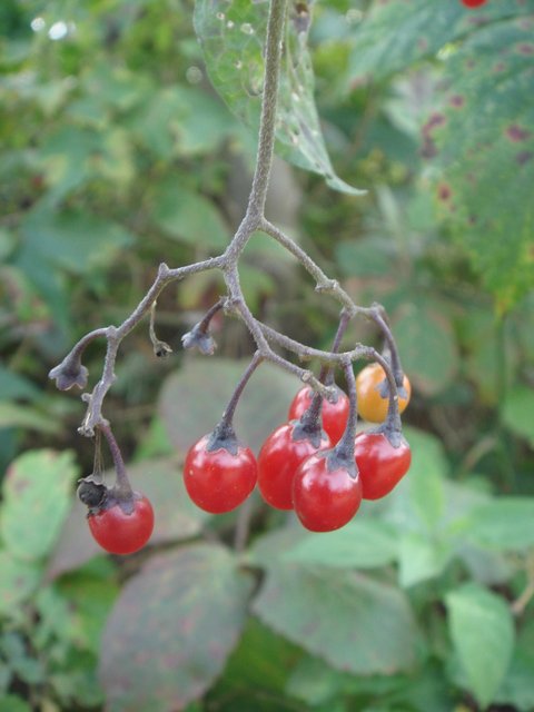 Solanum dulcamara fruit